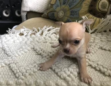 Rose Chihuahua