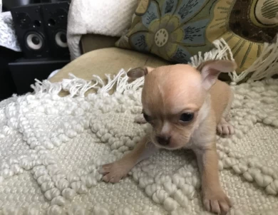 Rose Chihuahua