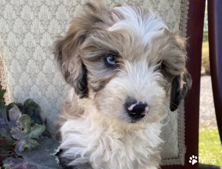 Molly Aussiedoodle