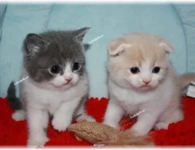 CFA Scottish Fold Kittens