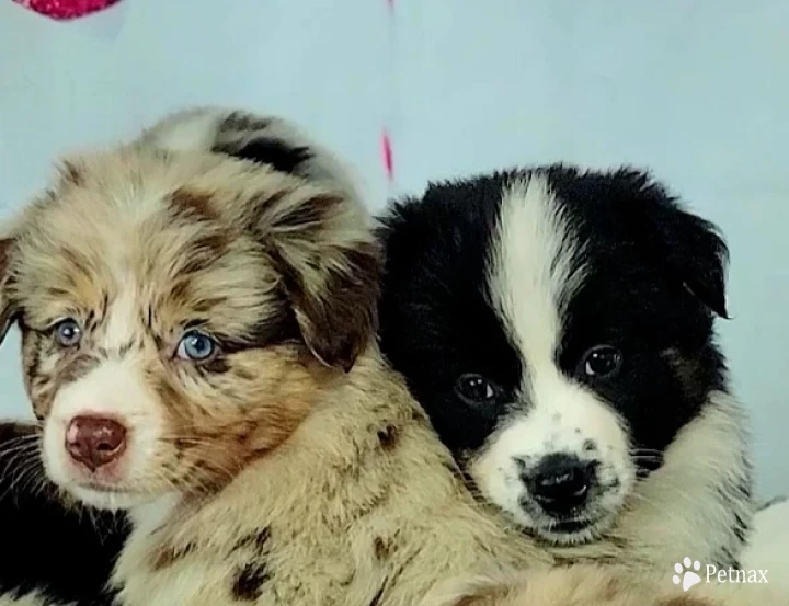 Pink Australian Shepherd