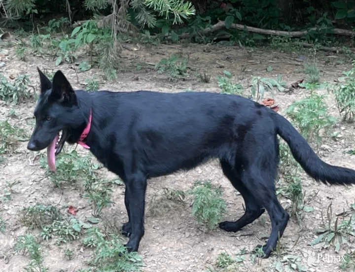 Black Beretta Von Bernstein  German Shepherd