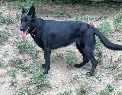 Black Beretta Von Bernstein  German Shepherd