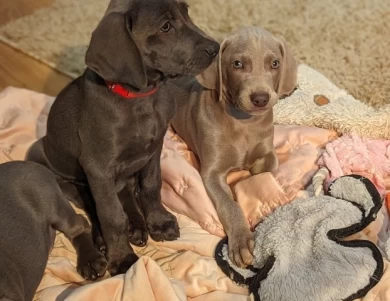 Bluey Weimaraner