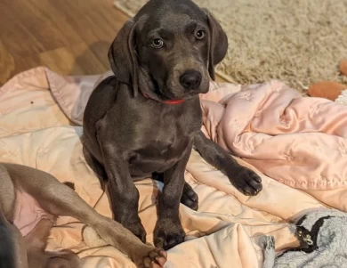 Bluey Weimaraner