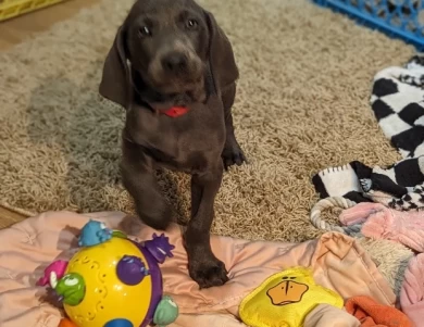 Bluey Weimaraner