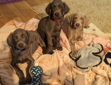 Bluey Weimaraner