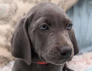 Bluey Weimaraner