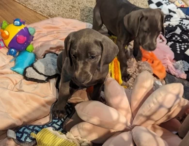 Bluey Weimaraner