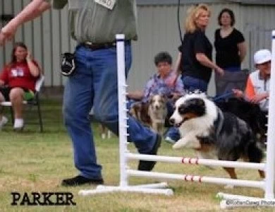 Rocking 2R Simply Perfect Parker Miniature Australian Shepherd