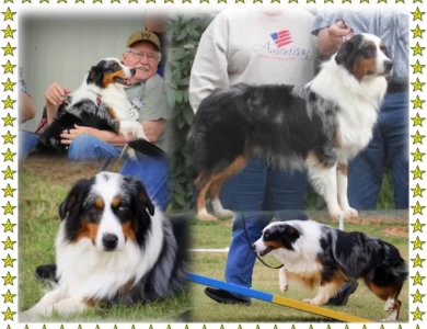 Rocking 2R Simply Perfect Parker Miniature Australian Shepherd