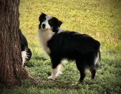 Rocking 2R Onyx and Ice Miniature Australian Shepherd