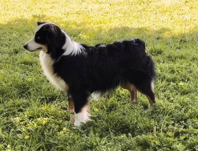 Rocking 2R Onyx and Ice Miniature Australian Shepherd