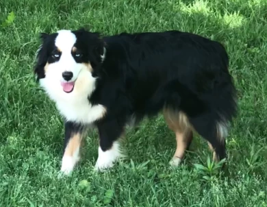 Rocking 2R Onyx and Ice Miniature Australian Shepherd