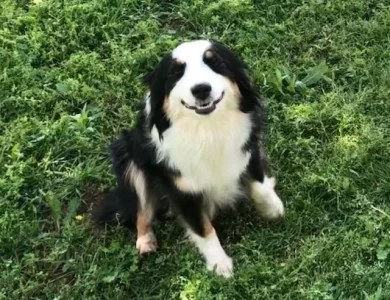 Rocking 2R Onyx and Ice Miniature Australian Shepherd