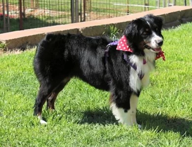 Rocking 2R Here I Come of Rikashay Miniature Australian Shepherd