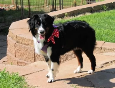 Rocking 2R Here I Come of Rikashay Miniature Australian Shepherd