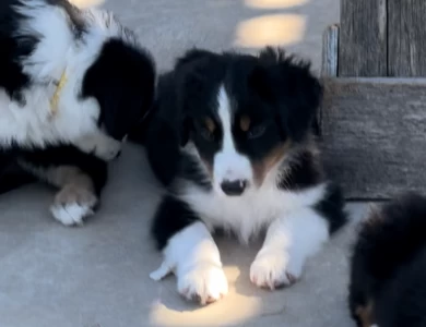 Asphalt  Miniature Australian Shepherd