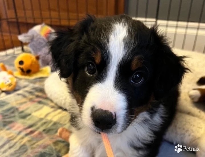 Asphalt  Miniature Australian Shepherd