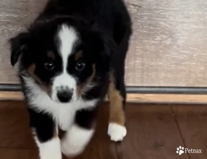 Ebony Miniature Australian Shepherd