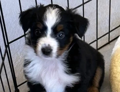 Ebony Miniature Australian Shepherd