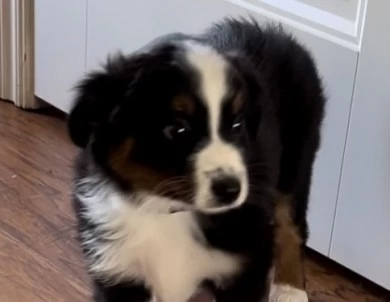 Ebony Miniature Australian Shepherd