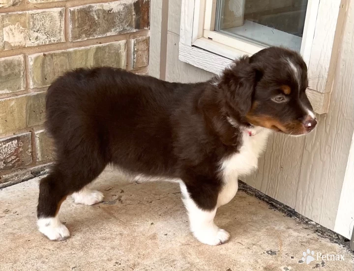 Rooster Miniature Australian Shepherd