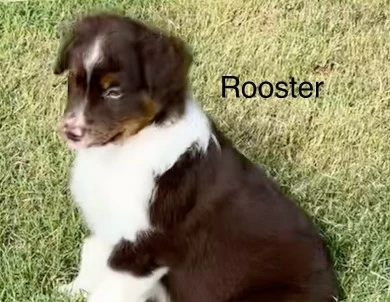 Rooster Miniature Australian Shepherd