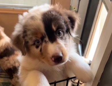 Mater Miniature Australian Shepherd