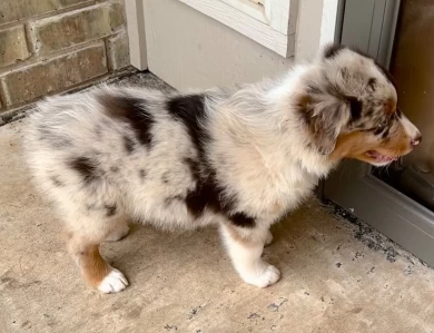 Mater Miniature Australian Shepherd