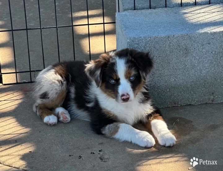 Brandy Miniature Australian Shepherd