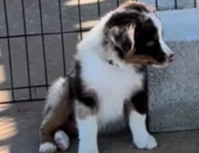 Brandy Miniature Australian Shepherd