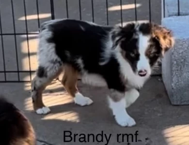 Brandy Miniature Australian Shepherd