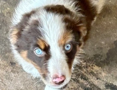 Brandy Miniature Australian Shepherd