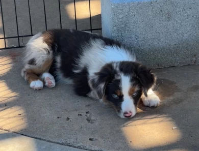 Brandy Miniature Australian Shepherd