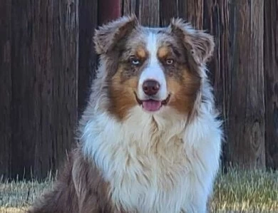 Mt Chili Bean @ Rockin C Miniature Australian Shepherd