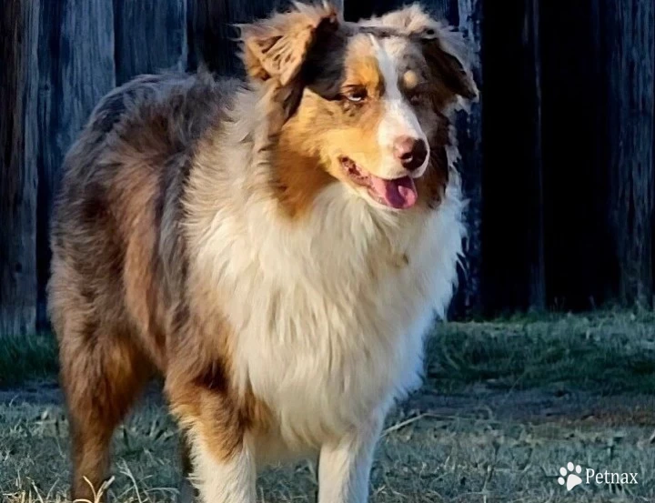 Mt Chili Bean @ Rockin C Miniature Australian Shepherd