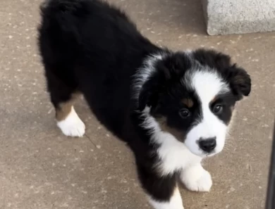 Dolly Miniature Australian Shepherd