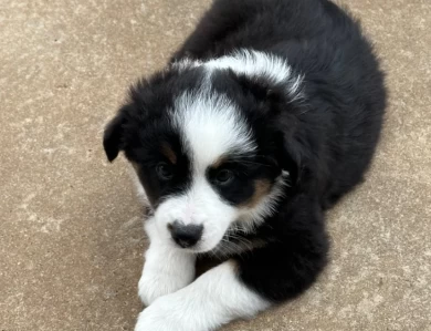 Dolly Miniature Australian Shepherd