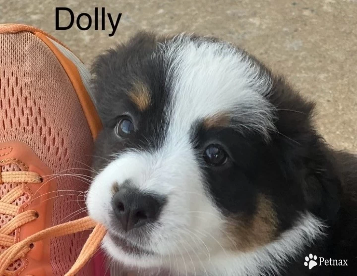 Dolly Miniature Australian Shepherd