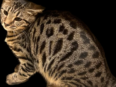 Baby 1 Bengal