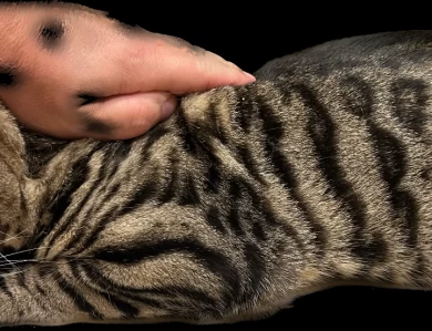 Baby 2 Bengal