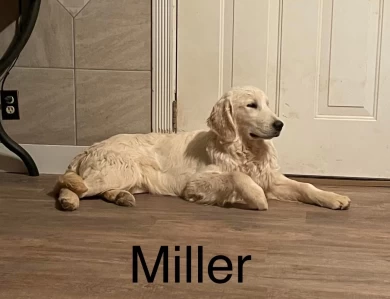 Miller Golden Retriever