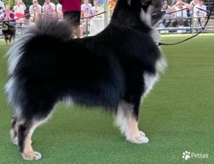 Jackson Finnish Lapphund