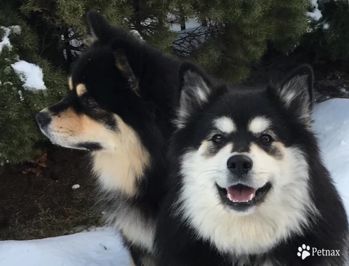 ringo Finnish Lapphund