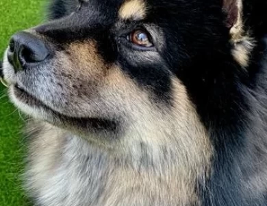 ringo Finnish Lapphund