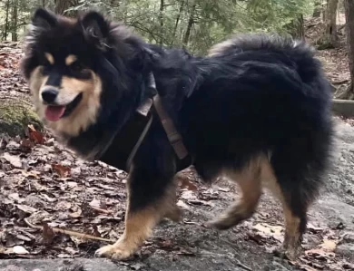 Emme Finnish Lapphund