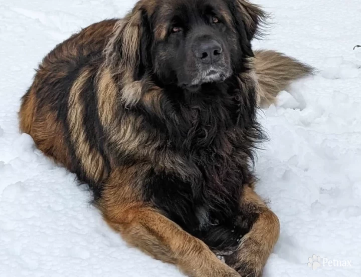 Ludo Leonberger