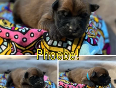 Phoebe Soft Coated Wheaten Terrier