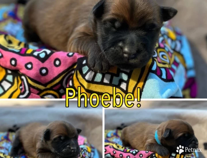 Phoebe Soft Coated Wheaten Terrier
